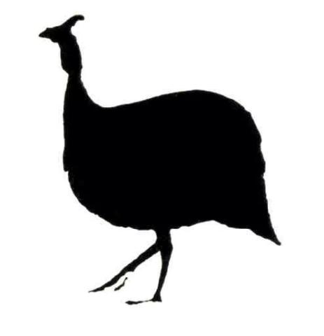 Schwarzes Perlhuhn, Profil rechts oder links