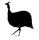 Schwarzes Perlhuhn, Profil rechts oder links